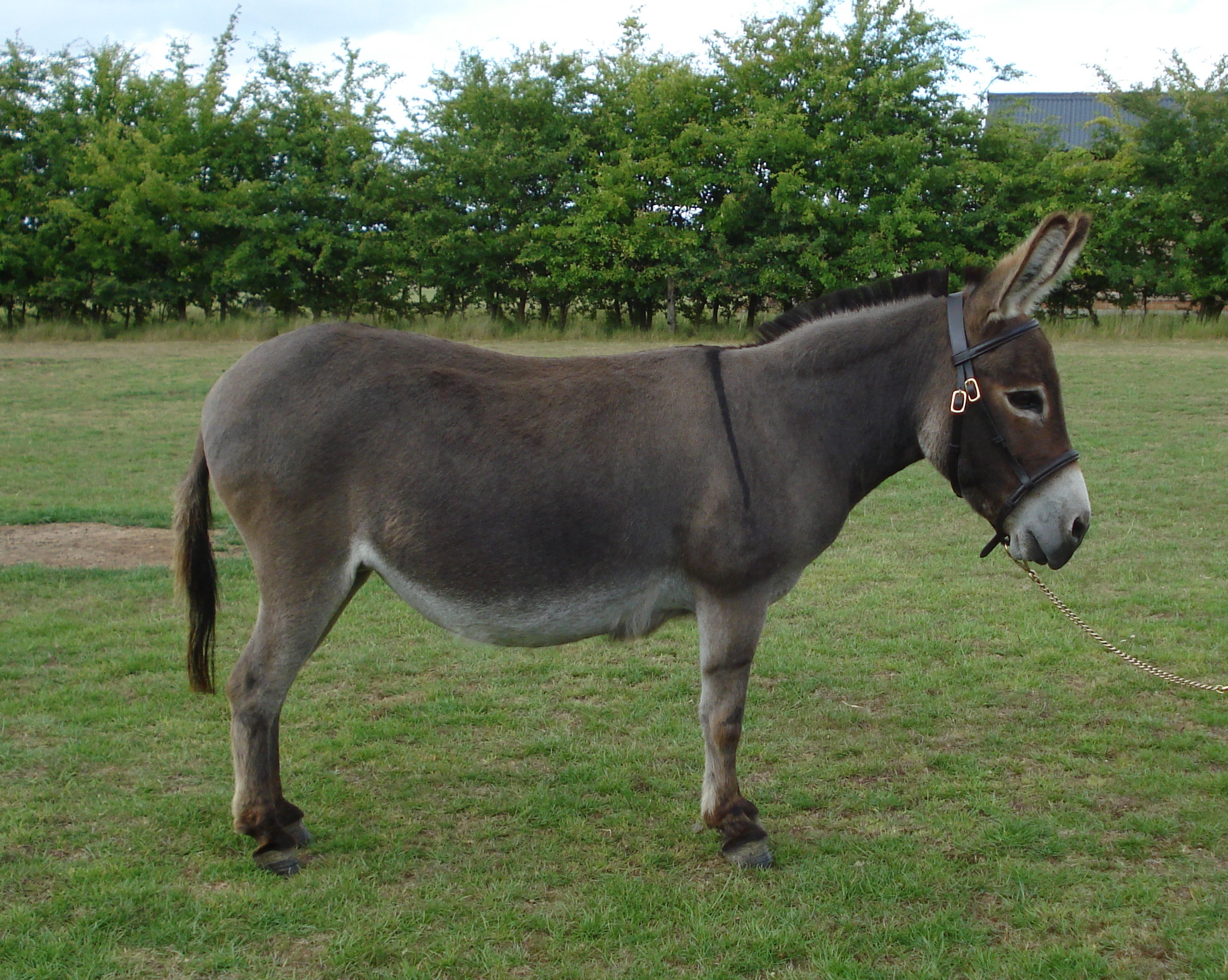 Picture Of Donkey