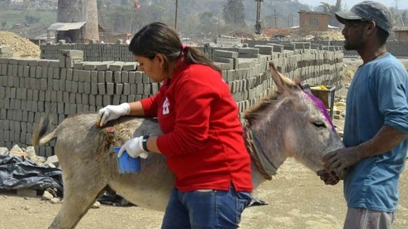 An image of a person checking a donkey in at a brick kiln site while its owner stands by its head.