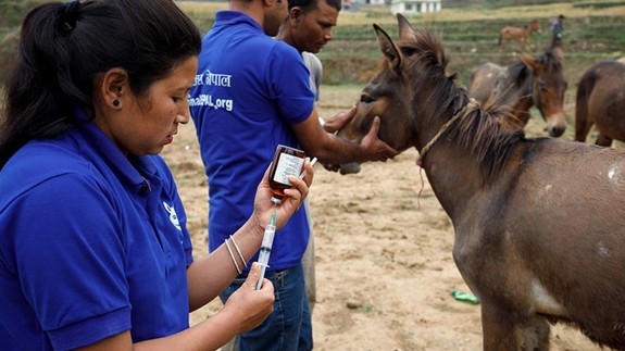 An image of a women using a syringe to draw liquid from a bottle while a man holds onto a brown mule behind.