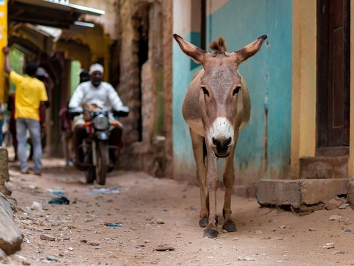 An image of a Kenyan street donkey on a dirt path in an alley in front of a blue wall.